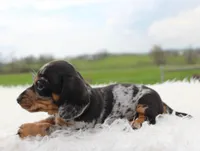 Short Hair Mini Male, a male Miniature Dachshund for sale in Orlando, FL – Photo 4 of 4