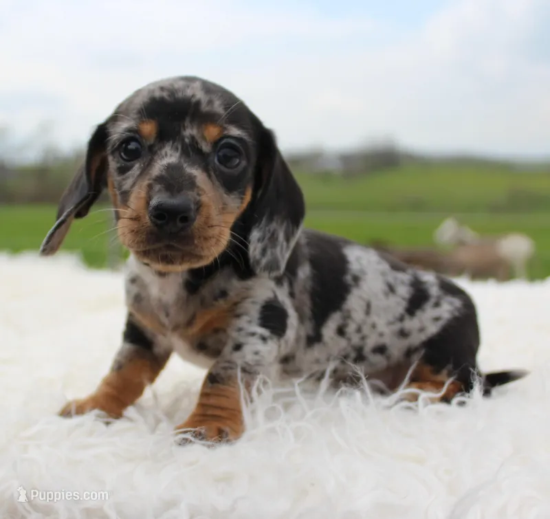 Short Hair Mini Male – Miniature Dachshund puppy for sale in Orlando, FL