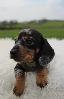 Short Hair Mini Male, a male Miniature Dachshund for sale in Orlando, FL – Photo 3 of 4