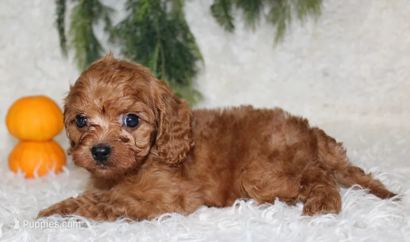 F1B Cavapoo Male #2 – Cavapoo puppy for sale in Orlando, FL