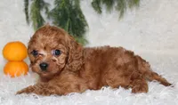 F1B Cavapoo Male #2, a male Cavapoo for sale in Orlando, FL – 1 of 4
