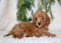 Cavapoo Male #1, a male Cavapoo for sale in Orlando, FL – 4 of 4
