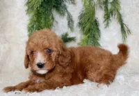 Mini Poodle Male #2, a male Poodle - Miniature  for sale in Orlando, FL – 1 of 5