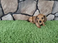 Mini Dachshund Male #1, a male Miniature Dachshund for sale in Orlando, FL – 2 of 10