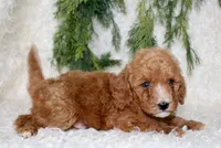 Mini Poodle Male #2, a male Poodle - Miniature  for sale in Orlando, FL – 3 of 5
