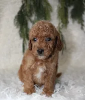 Mini Poodle Male #2, a male Poodle - Miniature  for sale in Orlando, FL – 2 of 3