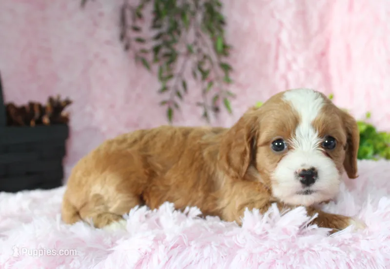 Cavapoo Female #5 – Cavapoo puppy for sale in Orlando, FL