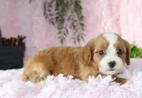 Cavapoo Female #5, a female Cavapoo for sale in Orlando, FL – 1 of 5