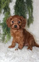 F1B Cavapoo Male #1, a male Cavapoo for sale in Orlando, FL – 2 of 5