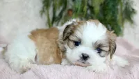 Shihtzu Female #3, a female Shih Tzu for sale in Orlando, FL – Photo 4 of 5