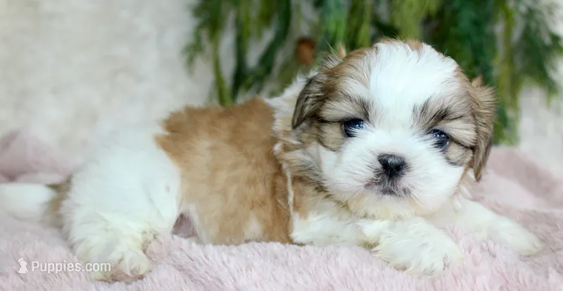 Shihtzu Female #3
