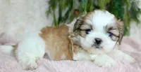 Shihtzu Female #3, a female Shih Tzu for sale in Orlando, FL – Photo 1 of 5