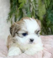 Shihtzu Female #3, a female Shih Tzu for sale in Orlando, FL – Photo 3 of 5