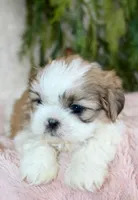 Shihtzu Female #3, a female Shih Tzu for sale in Orlando, FL – Photo 5 of 5