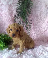 Cavapoo Female #1 - Younger litter , a female Cavapoo for sale in Orlando, FL – Photo 1 of 2