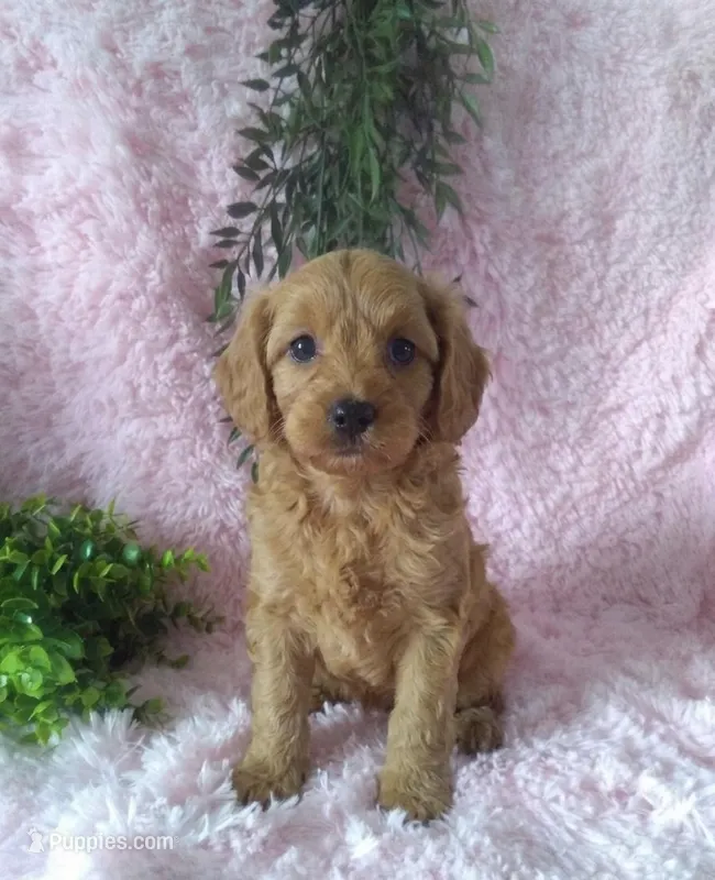 Cavapoo Female #1 - Younger litter  – Cavapoo puppy for sale in Orlando, FL