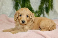 F1B Mini Female #1, a female Miniature Goldendoodle for sale in Orlando, FL – 3 of 5