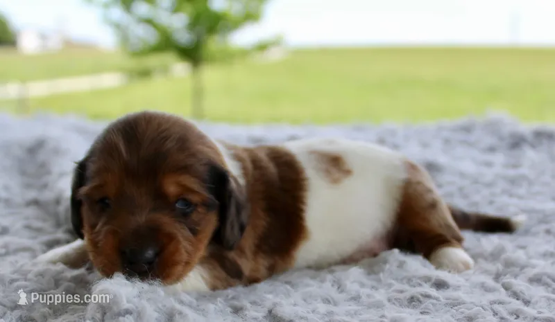 Mini Dachshund Male #4 – Miniature Dachshund puppy for sale in Orlando, FL