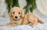 F1B Mini Male #1, a male Miniature Goldendoodle for sale in Orlando, FL – 2 of 5