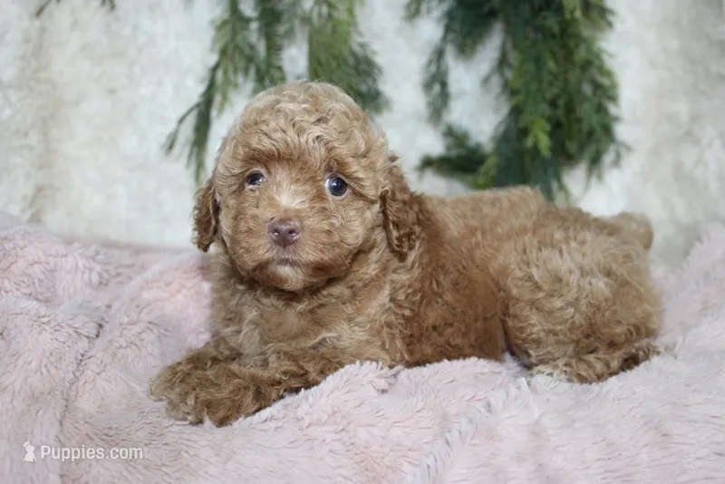 Toy Poodle Female  – Poodle - Toy  puppy for sale in Orlando, FL