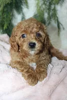Cavapoo Female #1, a female Cavapoo for sale in Orlando, FL – 5 of 5