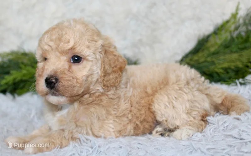 Bichpoo Male #2 – Poochon puppy for sale in Orlando, FL