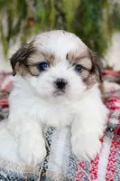 Shihtzu Male #2, a male Shih Tzu for sale in Orlando, FL – Photo 5 of 5