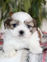 Shihtzu Male #2, a male Shih Tzu for sale in Orlando, FL – Photo 3 of 5