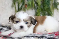 Shihtzu Male #2, a male Shih Tzu for sale in Orlando, FL – Photo 4 of 5