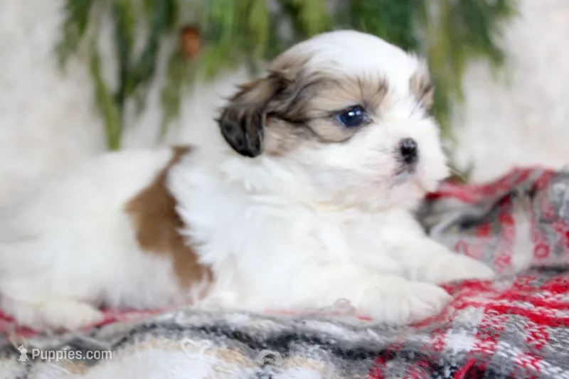 Shihtzu Male #2