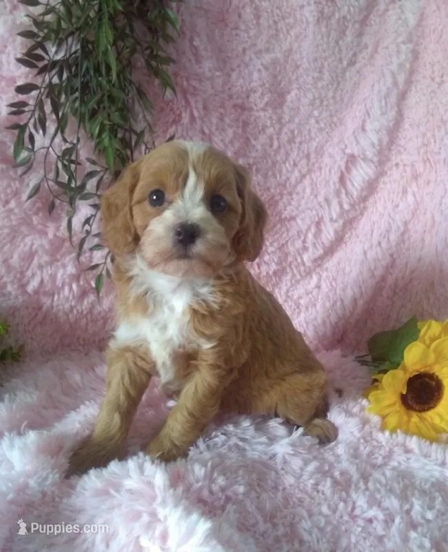 Cavapoo Female #2 - Younger litter  – Cavapoo puppy for sale in Orlando, FL