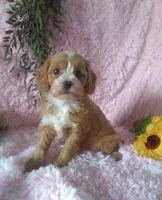 Cavapoo Female #2 - Younger litter , a female Cavapoo for sale in Orlando, FL – Photo 1 of 2