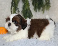 Shihtzu Male #2, a male Shih Tzu for sale in Orlando, FL – 2 of 5