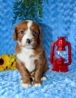 Cavapoo Male #1, a male Cavapoo for sale in Orlando, FL – 3 of 5