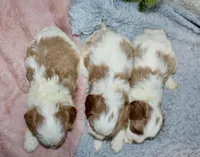 Cavapoo Male #2, a male Cavapoo for sale in Orlando, FL – 3 of 3