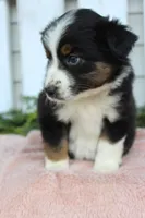 Female Mini Aussie #1, a female Miniature American Shepherd for sale in Orlando, FL – 3 of 4