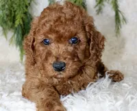 Cavapoo Male #4, a male Cavapoo for sale in Orlando, FL – 2 of 3
