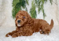 Cavapoo Male #2, a male Cavapoo for sale in Orlando, FL – 1 of 4