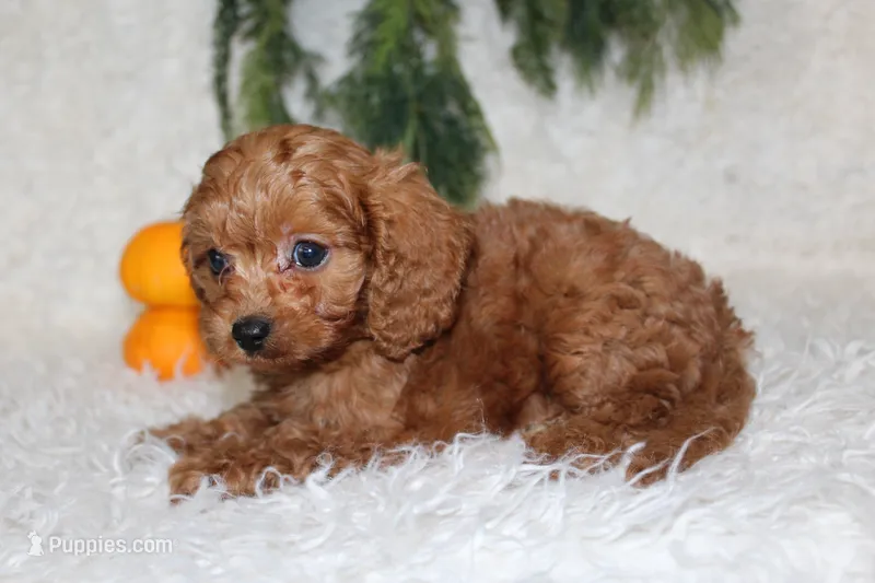 F1B Cavapoo Male #3 – Cavapoo puppy for sale in Orlando, FL