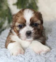 Male Shihtzu #1, a male Shih Tzu for sale in Orlando, FL – 5 of 5
