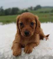 Mini Dachshund Female #3, a female Miniature Dachshund for sale in Orlando, FL – 4 of 4