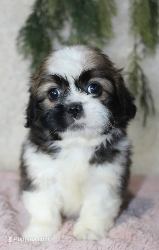 Shihtzu Female #1 – Shih Tzu puppy for sale in Orlando, FL