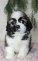 Shihtzu Female #1, a female Shih Tzu for sale in Orlando, FL – 1 of 4