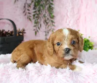 Cavapoo Female #4, a female Cavapoo for sale in Orlando, FL – 5 of 5