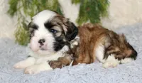 Male Shihtzu #2, a male Shih Tzu for sale in Orlando, FL – 4 of 5