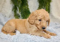 F1B Mini Male #4, a male Miniature Goldendoodle for sale in Orlando, FL – 2 of 4