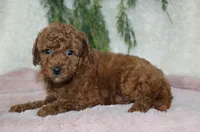 Mini Poodle Female #2, a female Poodle - Miniature  for sale in Orlando, FL – 1 of 3