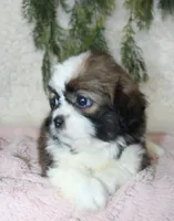Shihtzu Female #1, a female Shih Tzu for sale in Orlando, FL – 2 of 4