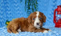 Cavapoo Male #1, a male Cavapoo for sale in Orlando, FL – 2 of 5