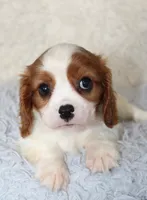 Cavalier Male #1, a male Cavalier King Charles Spaniel for sale in Orlando, FL – 3 of 5